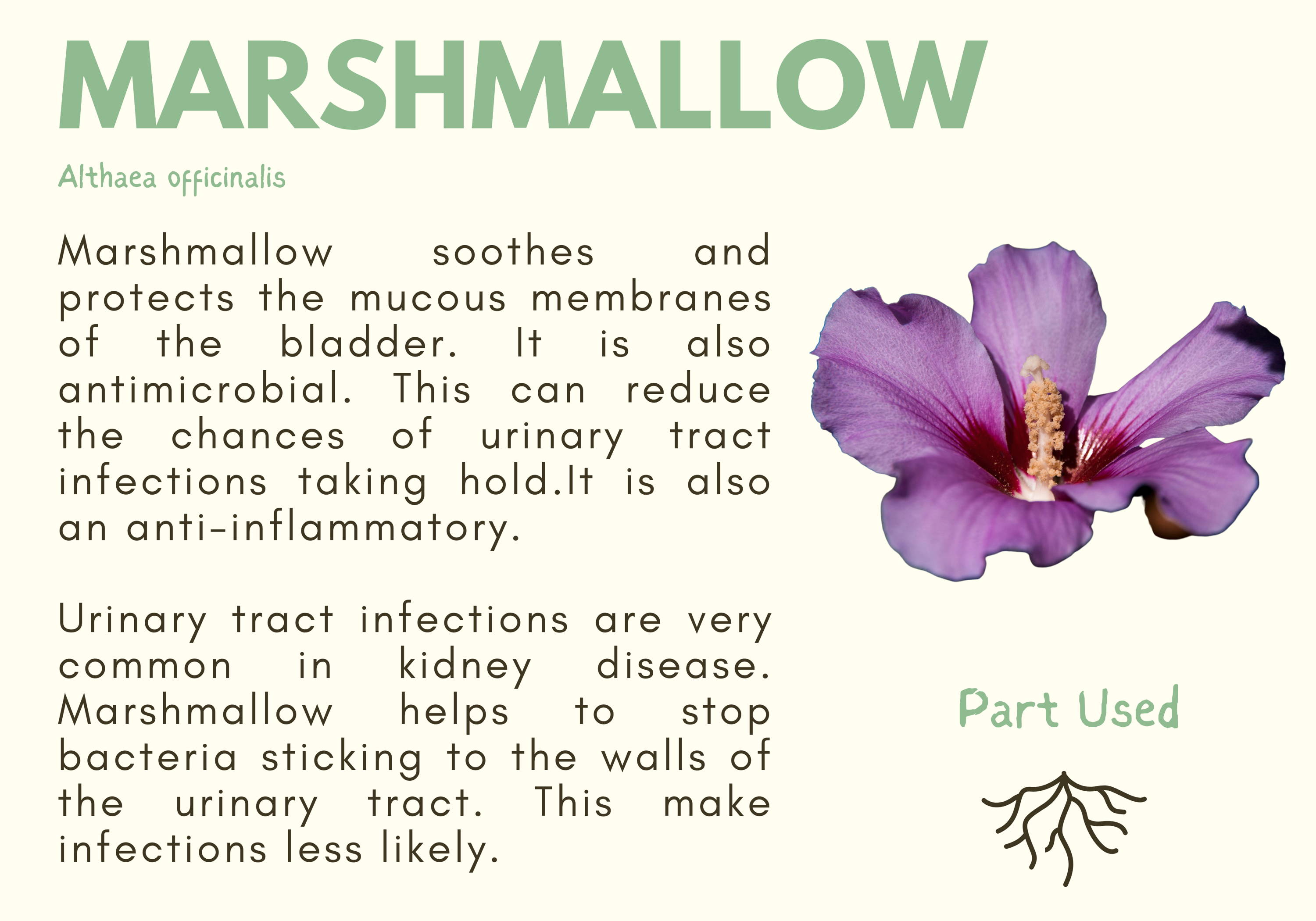 Kidney Support Herbal Tincture For Dogs and Cats Natural Pet